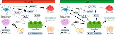 Osteocyte-mediated mechanical response controls osteoblast differentiation and function